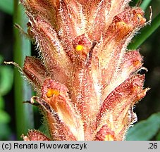 Orobanche mayeri (zaraza Mayera)