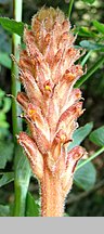 Orobanche mayeri (zaraza Mayera)