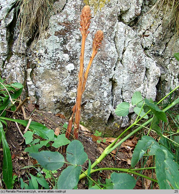 Orobanche mayeri (zaraza Mayera)