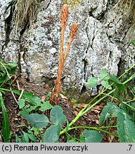 Orobanche mayeri (zaraza Mayera)