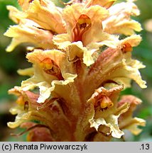 Orobanche mayeri (zaraza Mayera)