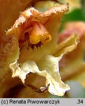 Orobanche mayeri (zaraza Mayera)