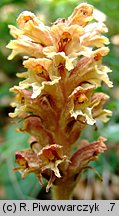 Orobanche mayeri (zaraza Mayera)