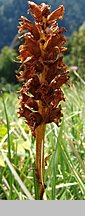 Orobanche mayeri (zaraza Mayera)