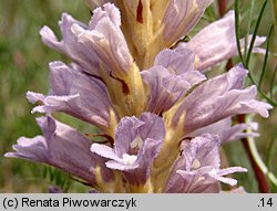 Phelipanche arenaria (zaraźnica piaskowa)