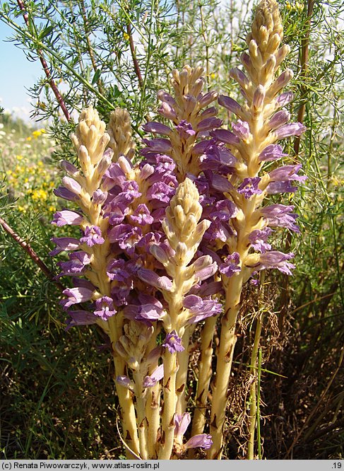 Phelipanche arenaria (zaraźnica piaskowa)