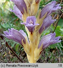 Phelipanche arenaria (zaraźnica piaskowa)