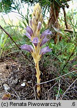 Phelipanche arenaria (zaraźnica piaskowa)