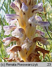 Orobanche coerulescens (zaraza błękitnawa)