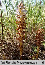 Orobanche coerulescens (zaraza błękitnawa)