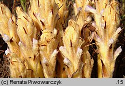 Orobanche coerulescens (zaraza błękitnawa)