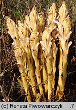 Orobanche coerulescens (zaraza błękitnawa)