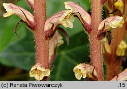 Orobanche hederae (zaraza bluszczowa)