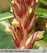 Orobanche hederae (zaraza bluszczowa)