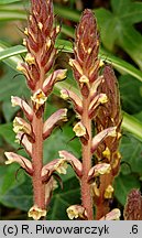 Orobanche hederae (zaraza bluszczowa)