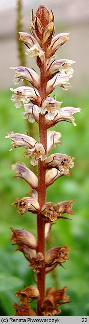 Orobanche minor (zaraza drobnokwiatowa)