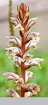 Orobanche minor (zaraza drobnokwiatowa)