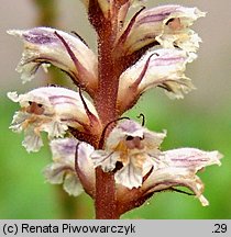 Orobanche minor (zaraza drobnokwiatowa)