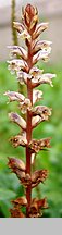 Orobanche minor (zaraza drobnokwiatowa)