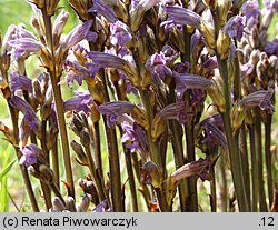 Phelipanche purpurea (zaraźnica niebieska)