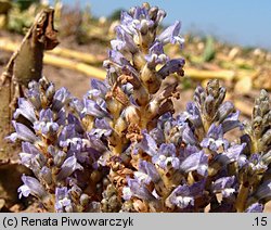 Phelipanche ramosa (zaraźnica gałęzista)