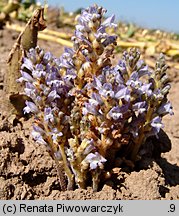 Phelipanche ramosa (zaraźnica gałęzista)