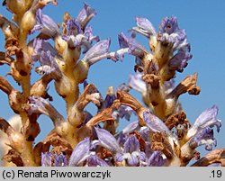 Phelipanche ramosa (zaraźnica gałęzista)