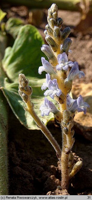 Phelipanche ramosa (zaraźnica gałęzista)