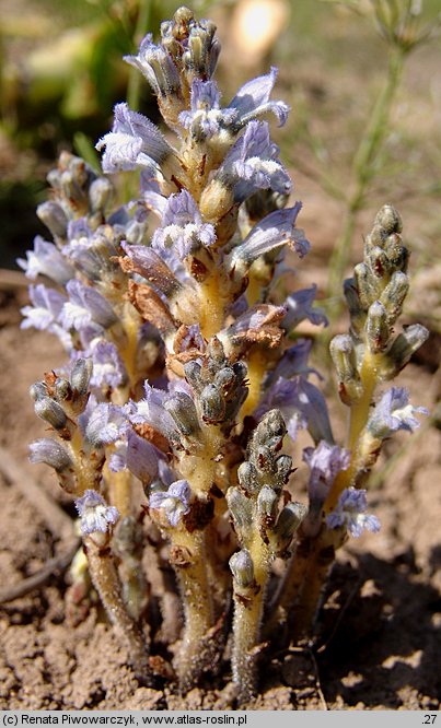 Phelipanche ramosa (zaraźnica gałęzista)