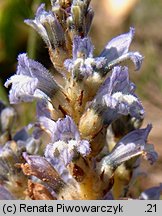 Phelipanche ramosa (zaraźnica gałęzista)