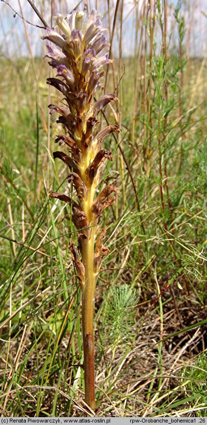 Phelipanche bohemica (zaraźnica czeska)