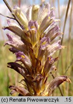 Phelipanche bohemica (zaraźnica czeska)