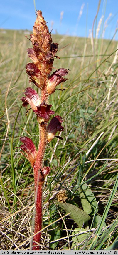 Orobanche gracilis (zaraza krwistoczerwona)