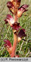 Orobanche gracilis (zaraza krwistoczerwona)