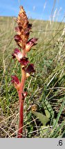 Orobanche gracilis (zaraza krwistoczerwona)