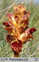 Orobanche gracilis (zaraza krwistoczerwona)