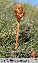 Orobanche gracilis (zaraza krwistoczerwona)