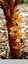 Orobanche lucorum (zaraza berberysowa)