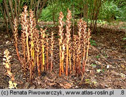 Orobanche lucorum (zaraza berberysowa)