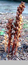 Orobanche lucorum (zaraza berberysowa)