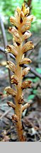 Orobanche lucorum (zaraza berberysowa)