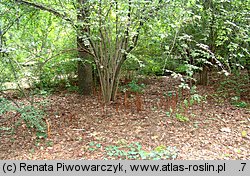 Orobanche lucorum (zaraza berberysowa)