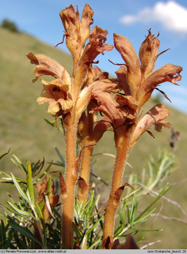 Orobanche teucrii (zaraza ożankowa)