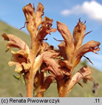 Orobanche teucrii (zaraza ożankowa)