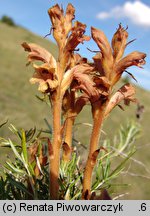 Orobanche teucrii (zaraza ożankowa)