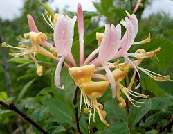 Lonicera periclymenum (wiciokrzew pomorski)