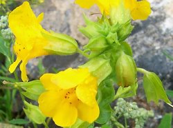 Mimulus guttatus