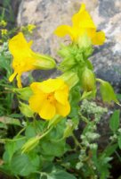 Mimulus guttatus