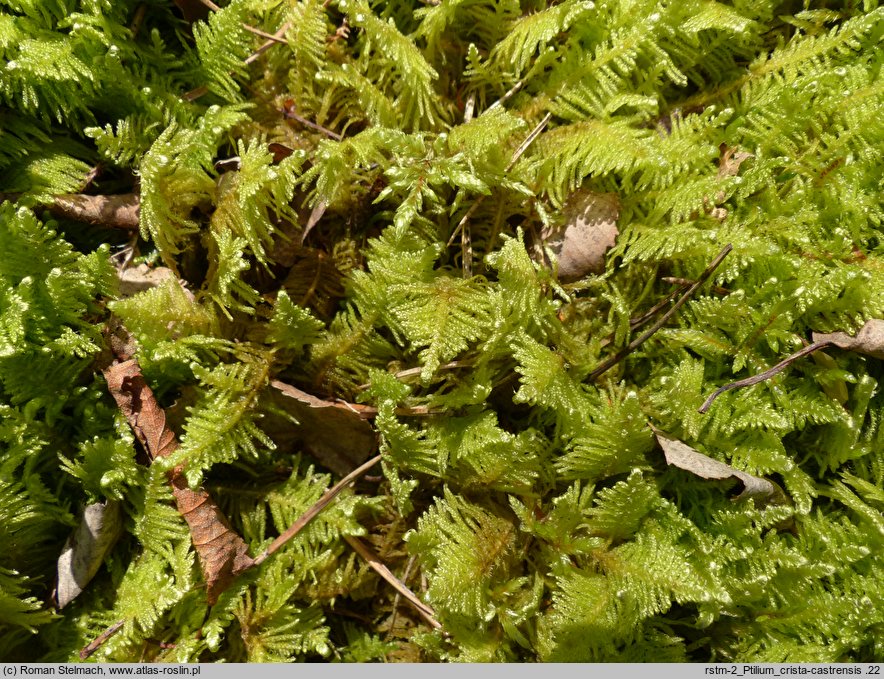 Ptilium crista-castrensis (piórosz pierzasty)