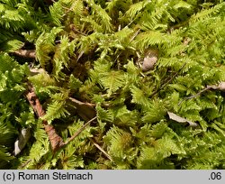 Ptilium crista-castrensis (piórosz pierzasty)